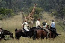 South Africa-Waterberg-Big Five Explorer Safari